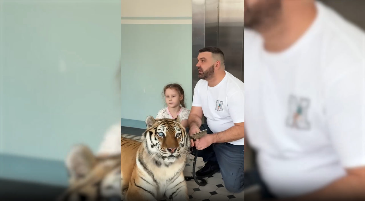 Тигрица Шанель навестила тяжелобольных детей в московской больнице