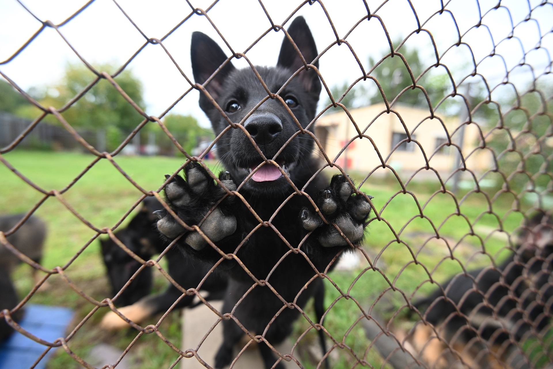 Ветеринар назвал главный пункт в новом ГОСТе на площадки для собак