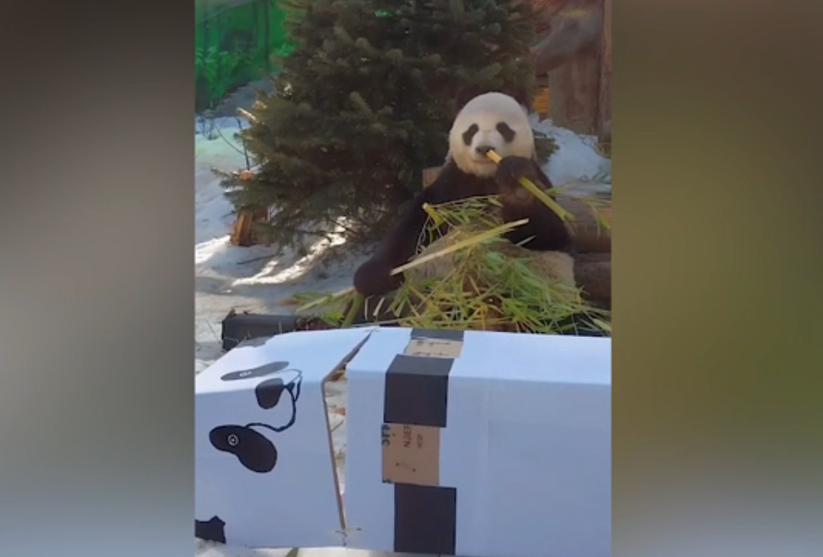 Звёздное семейство панд из Московского зоопарка ждут гостей на праздник в честь себя