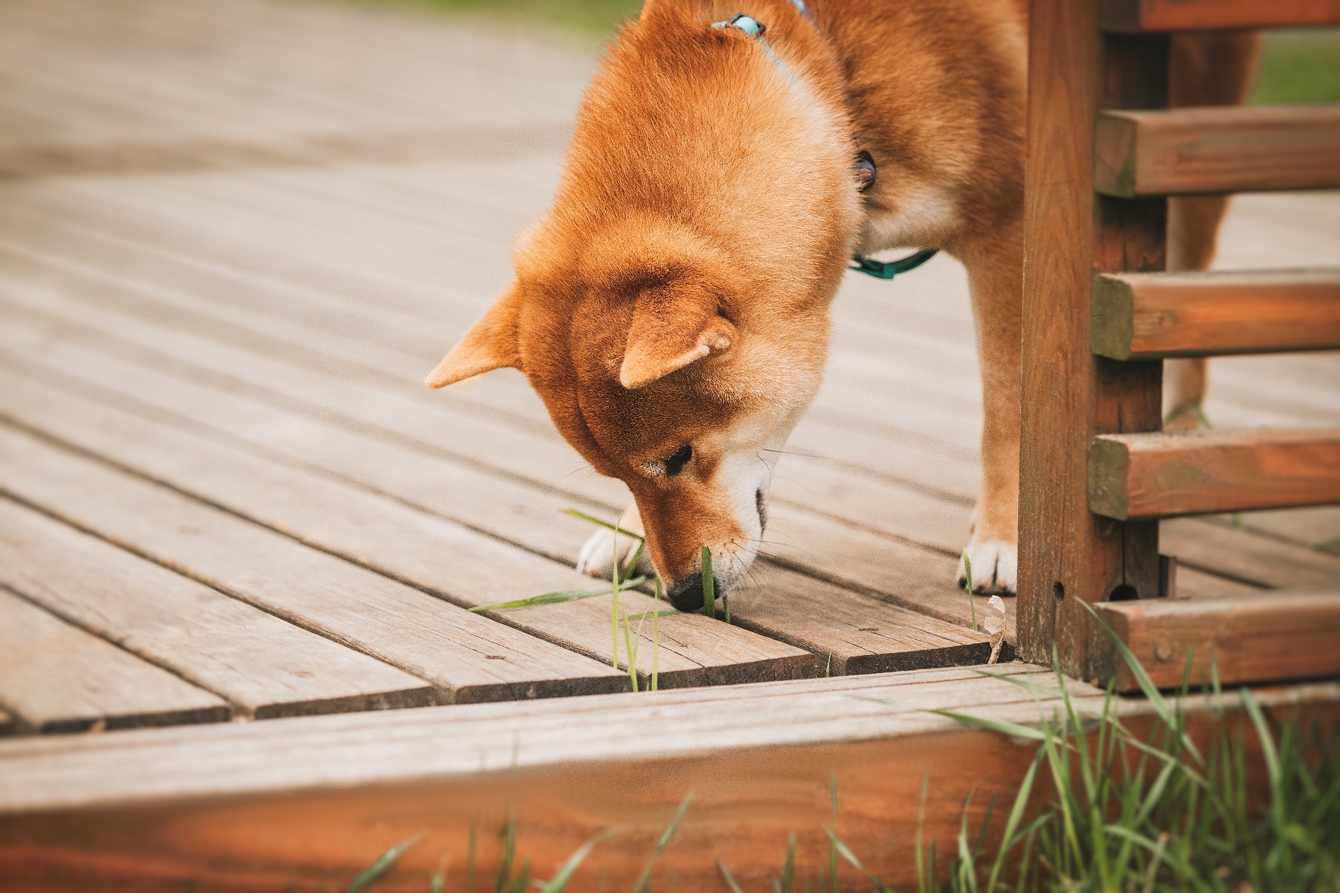 Россиян предупредили о бесполезности ошейников и спреев для защиты питомцев от клещей