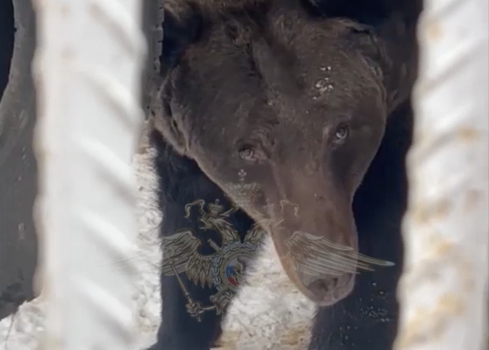 Незаконный &laquo;мини-зоопарк&raquo; из львов, медведей и леопарда обнаружили у жителя Новой Москвы