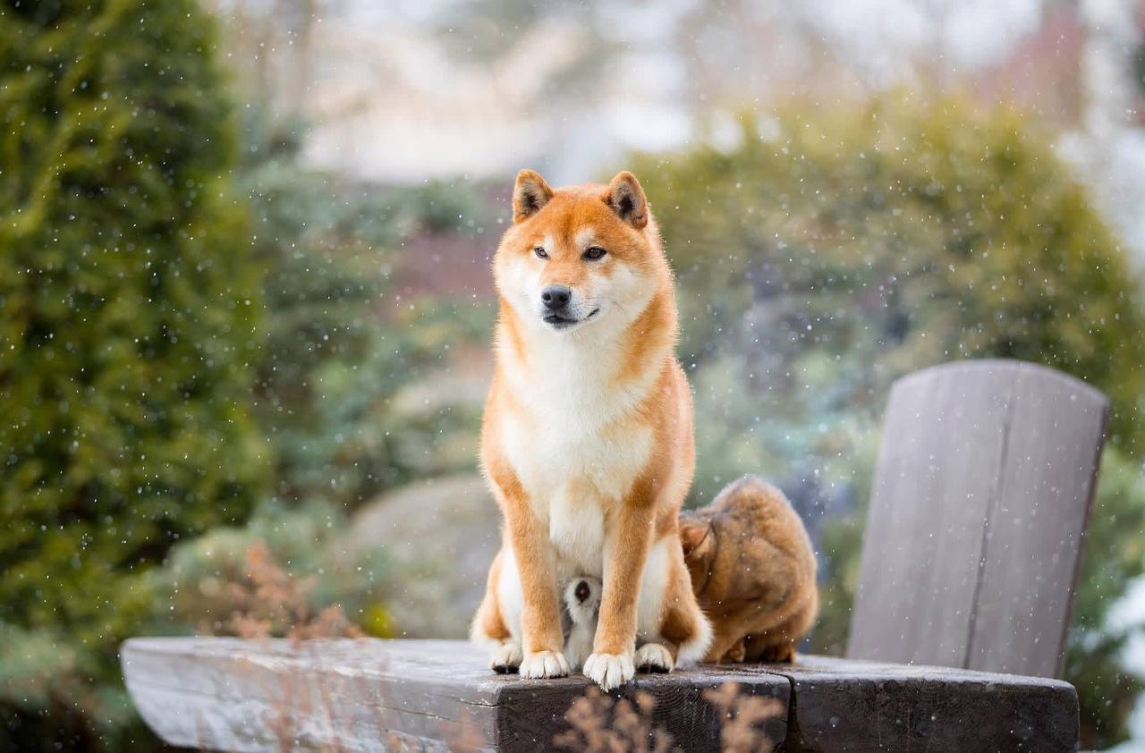 &laquo;Лежал у забора, ещё живой&raquo;: Поиски сиба-ину завершились душераздирающей трагедией