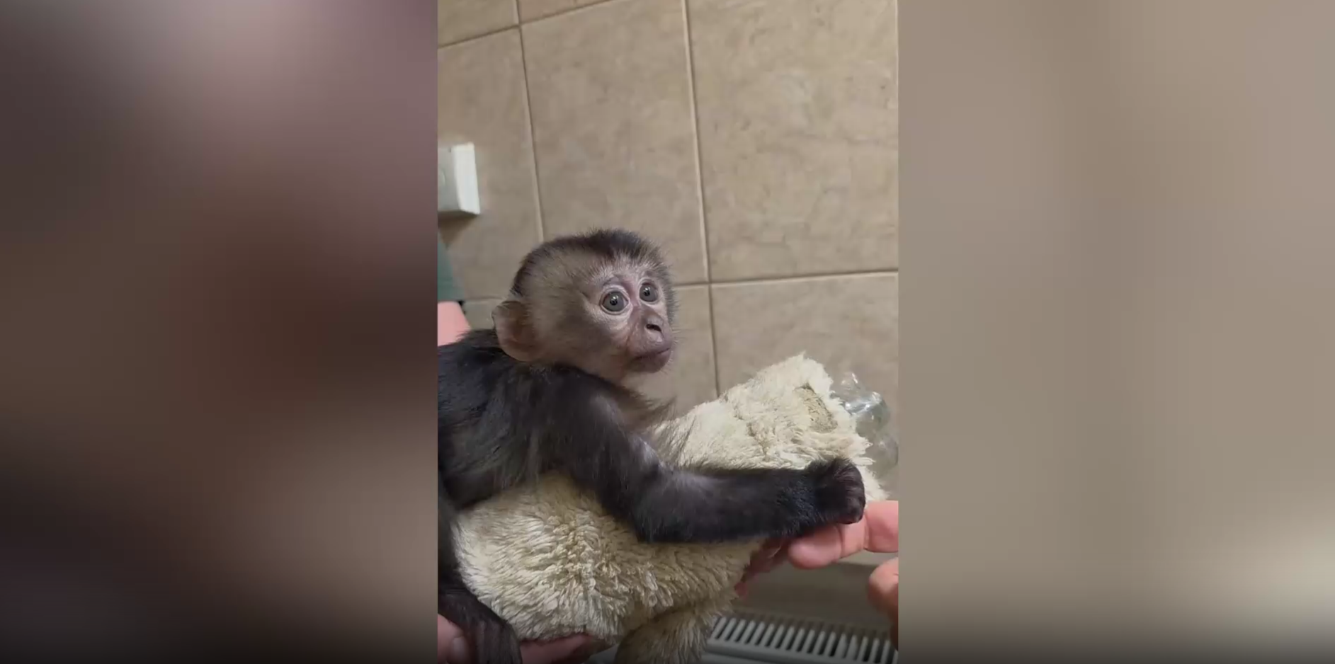 В Петербурге выкармливают вандеру, которого как японского Панча бросила мать