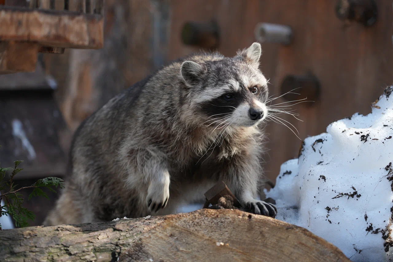 Банда енотов из Московского зоопарка вышла из спячки и &laquo;разогнала пищеварение&raquo; вкусняшками