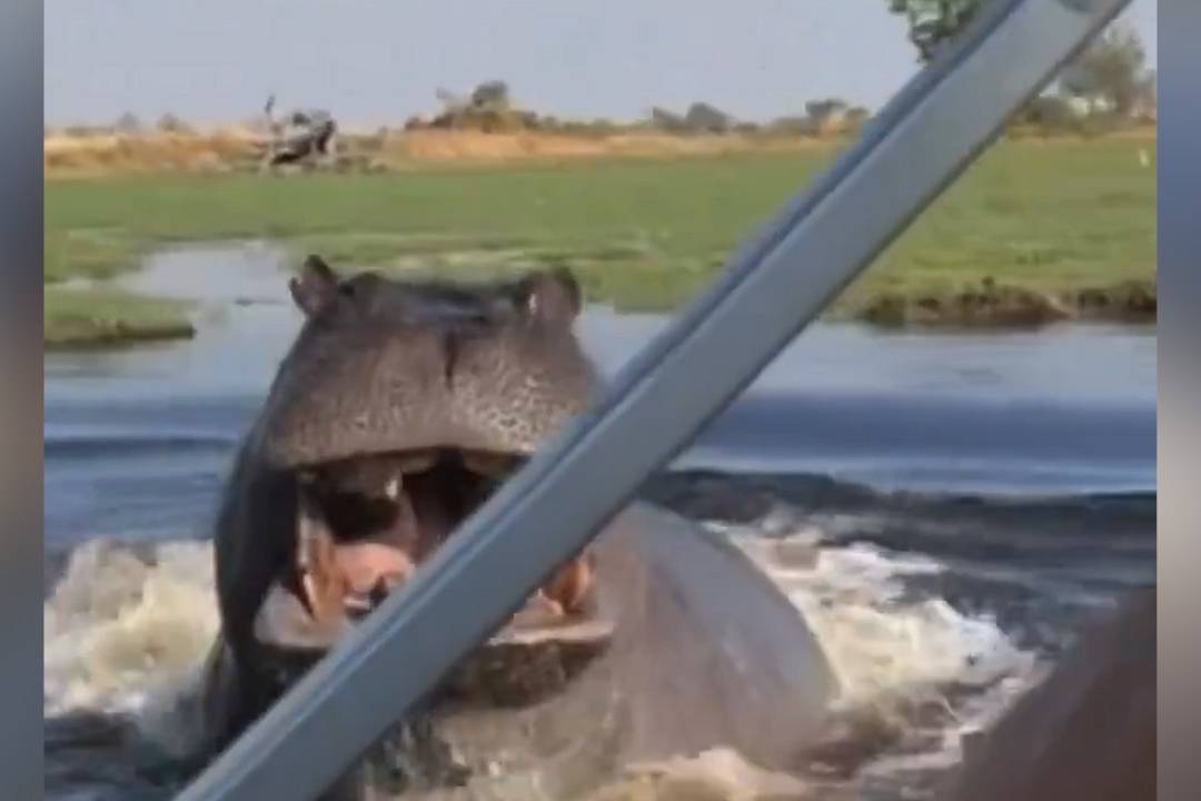В Уганде бегемот пытался протаранить лодку с туристами