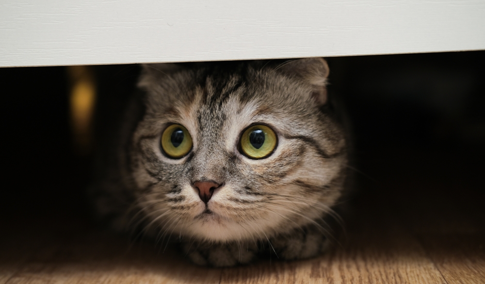 Спасатели вытащили кота Тиму из повреждённого взрывом дома в Севастополе