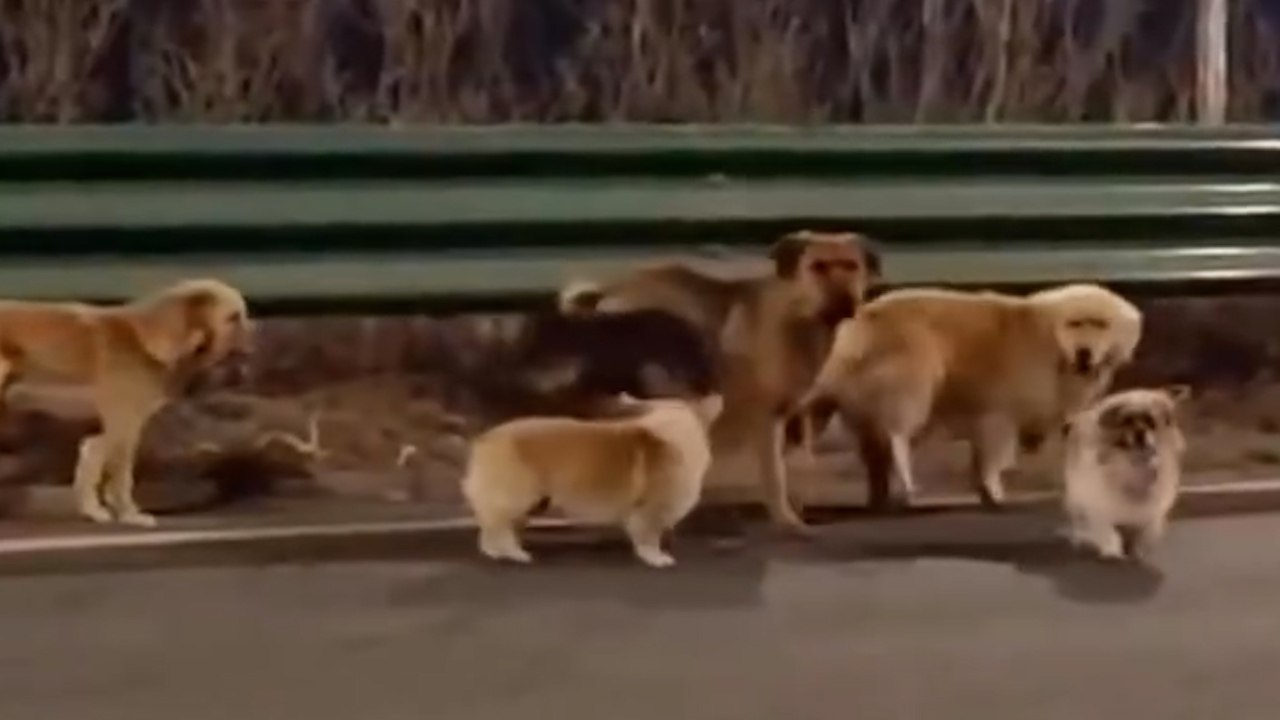 Семь собак в Китае сбежали от похитителей и вернулись домой, пройдя 17 км