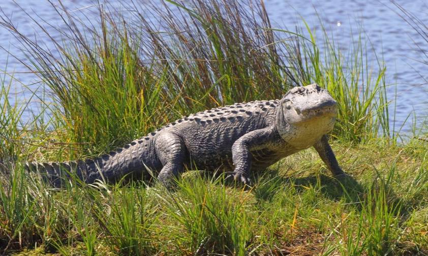 На Шри-Ланке крокодил утащил купавшуюся в пруду девочку на глазах у бабушки