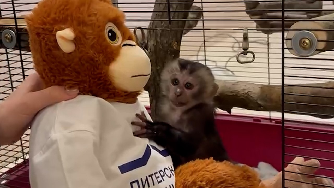 Брошенная мамой макака из Ленинградского зоопарка обрела пушистого друга