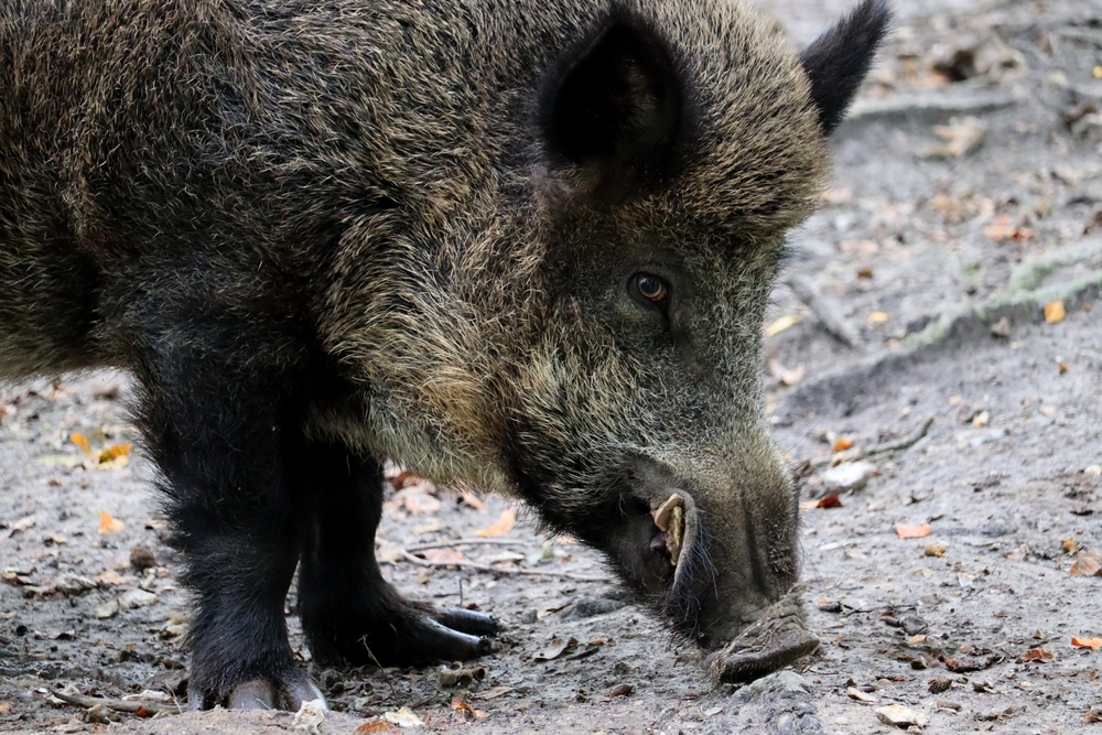 Биолог рассказал, как вести себя при встрече с кабаном и его детишками в лесу