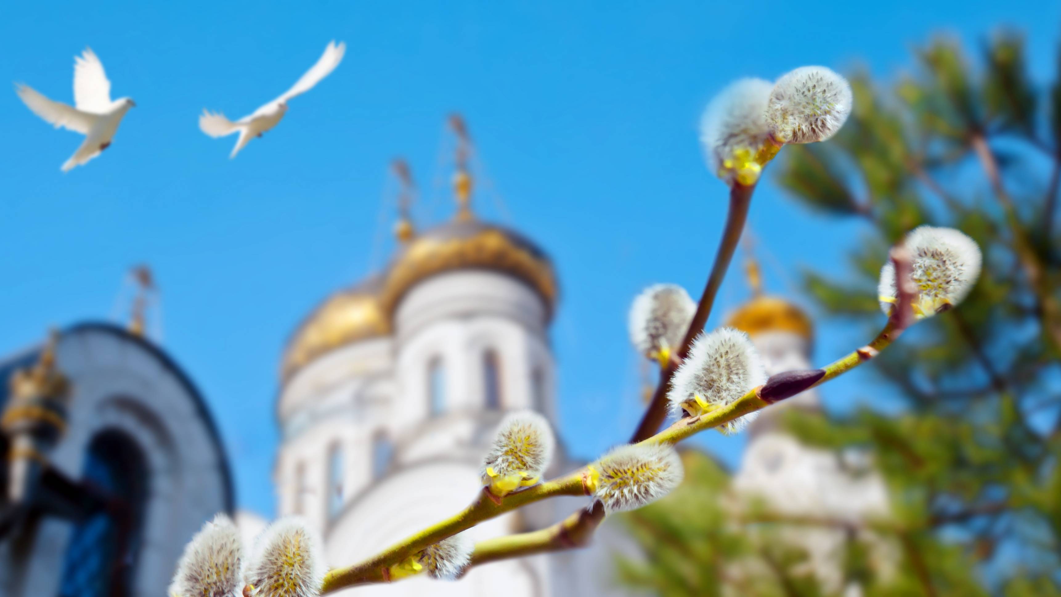 Вербное воскресенье 2026: Когда цветёт надежда и в душе просыпается весна