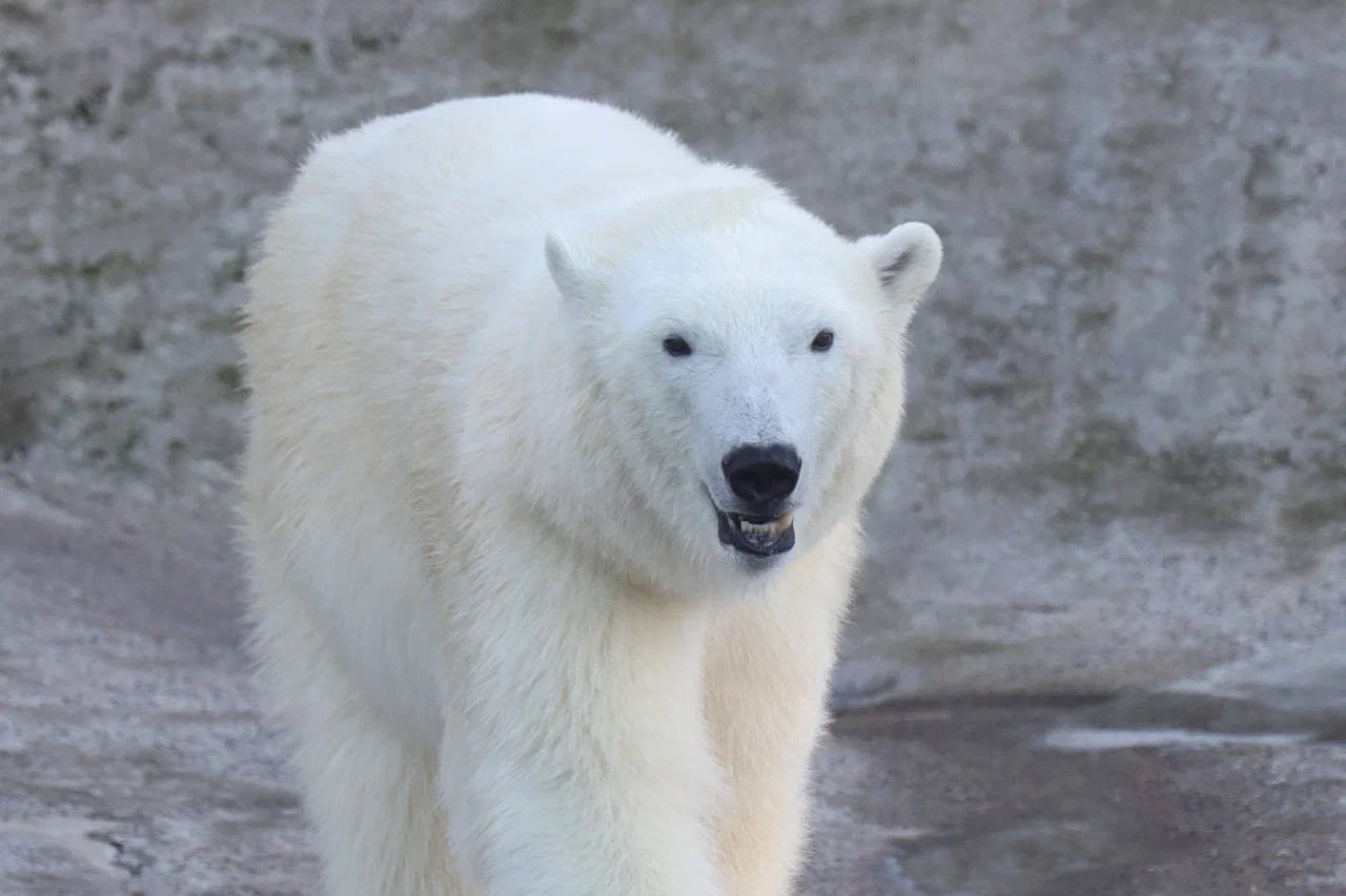 &laquo;Это не товар&raquo;: Московский зоопарк категорически отказался меняться животными с Японией