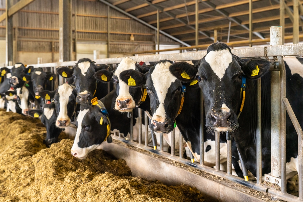 В Сибири вынуждены массово забивать скот из-за эпидемии пастереллёза