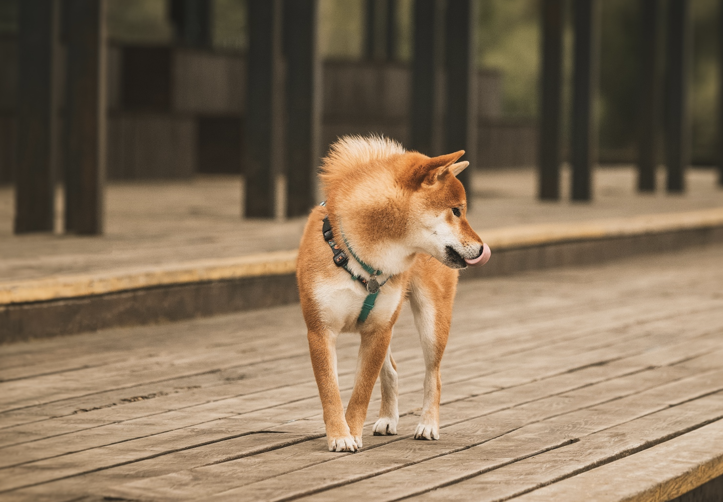 ГОСТ для собак-поводырей заработает в России с 1 июля: что он изменит