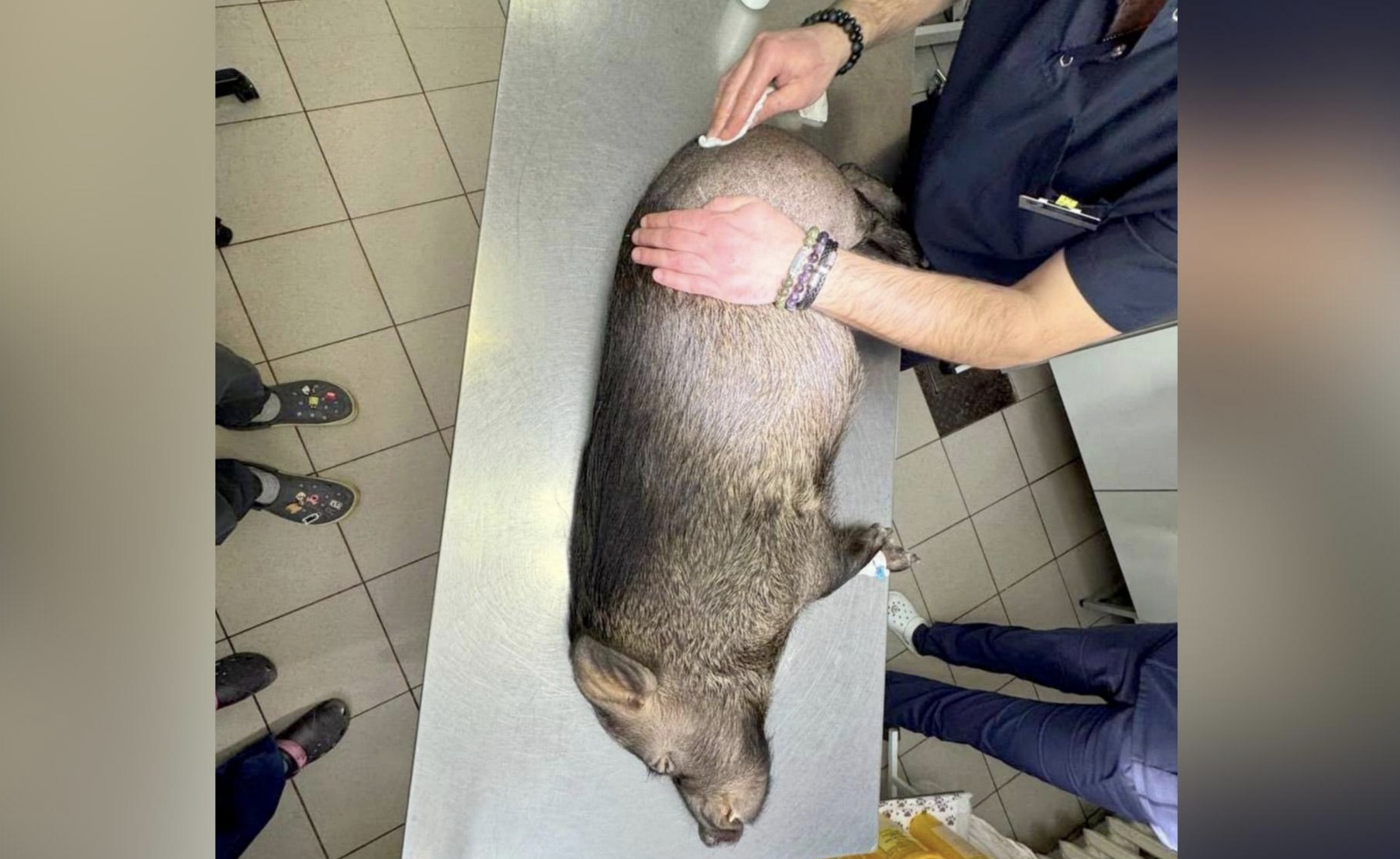 Минипига в Москве превратили в &laquo;робокопа&raquo; ради спасения лапы