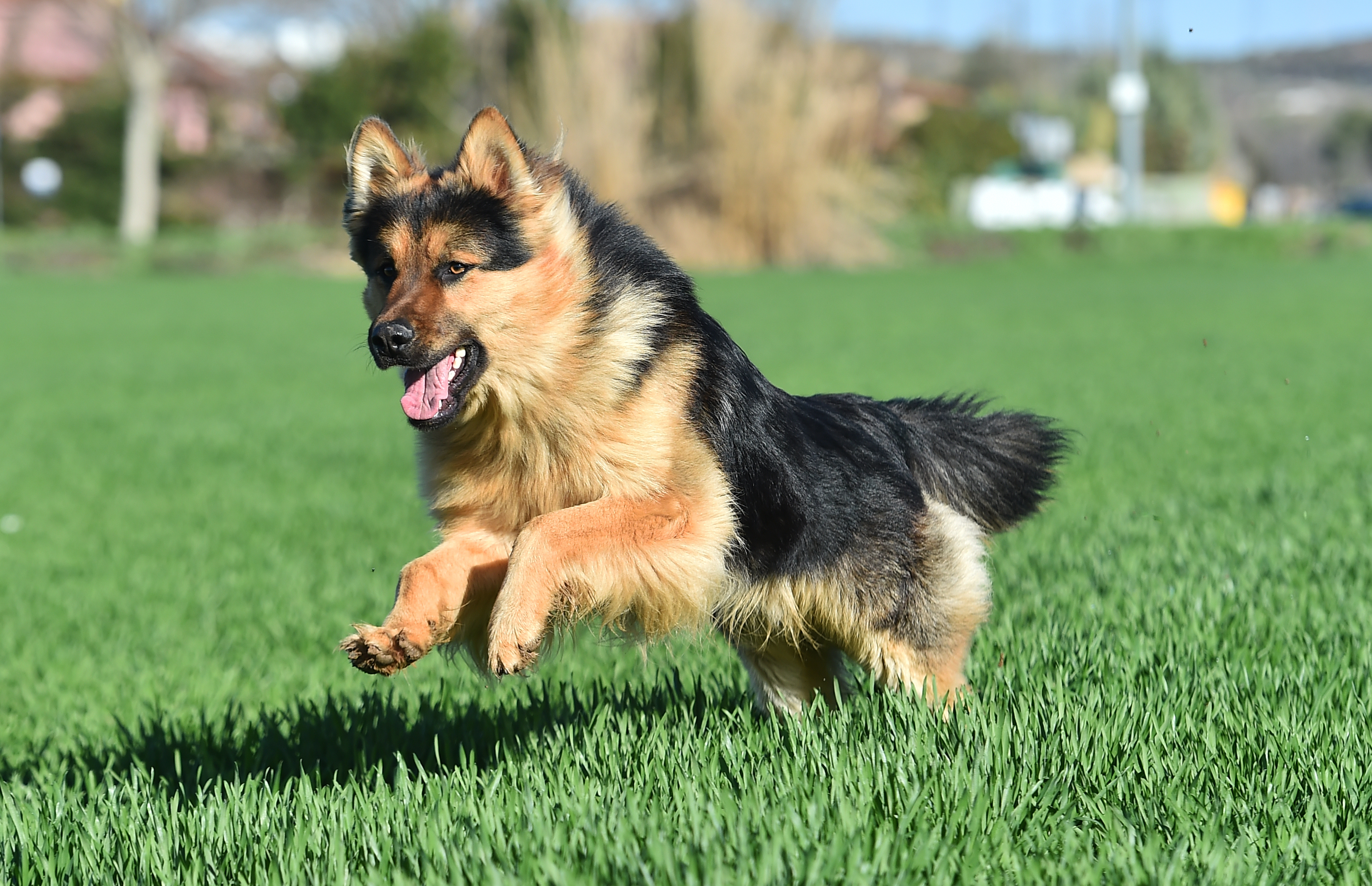 В России могут расширить список опасных пород собак