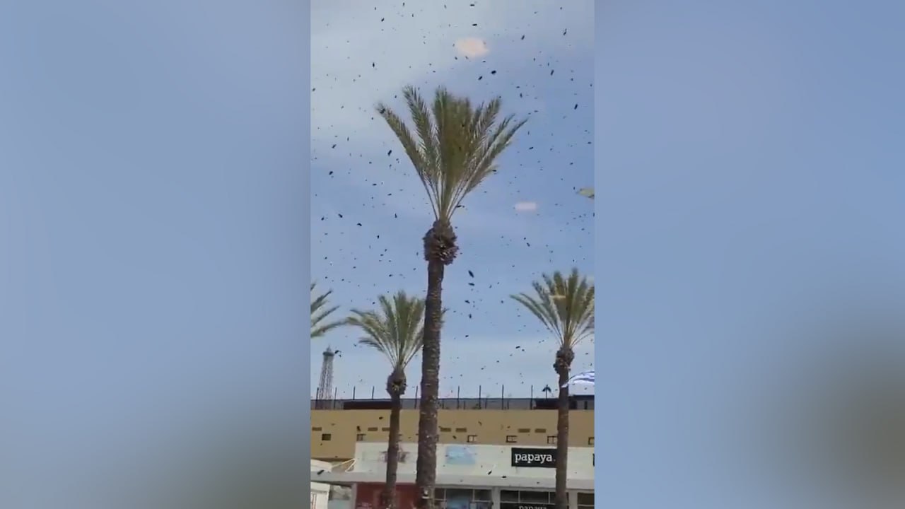 В Израиле десятки тысяч пчёл атаковали торговый центр