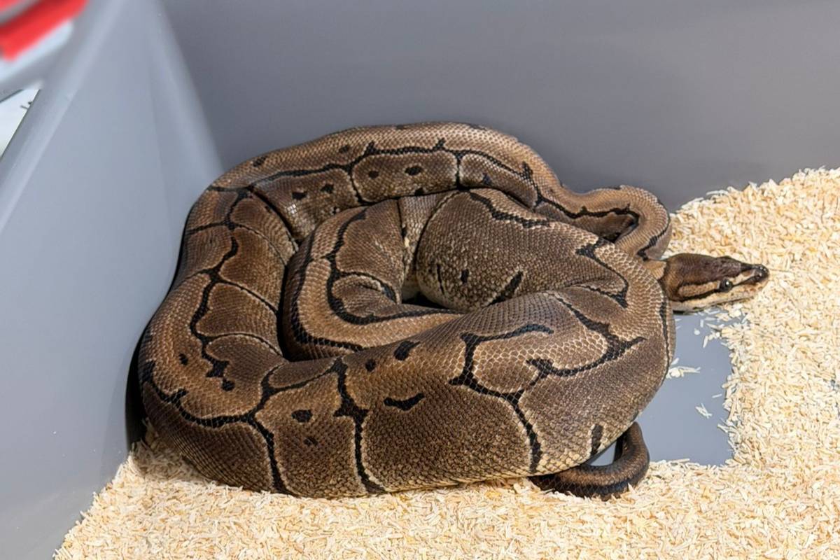 В Кракове полиция изъяла 148 королевских питонов