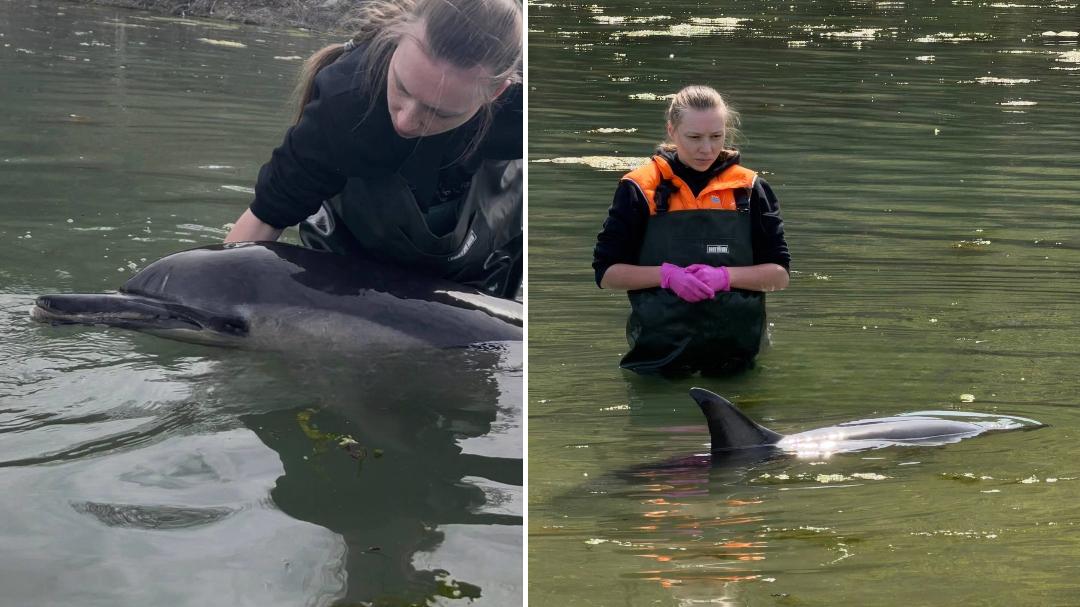 Дельфин-белобочка погибает на мелководье в Севастополе — его спасают третий день