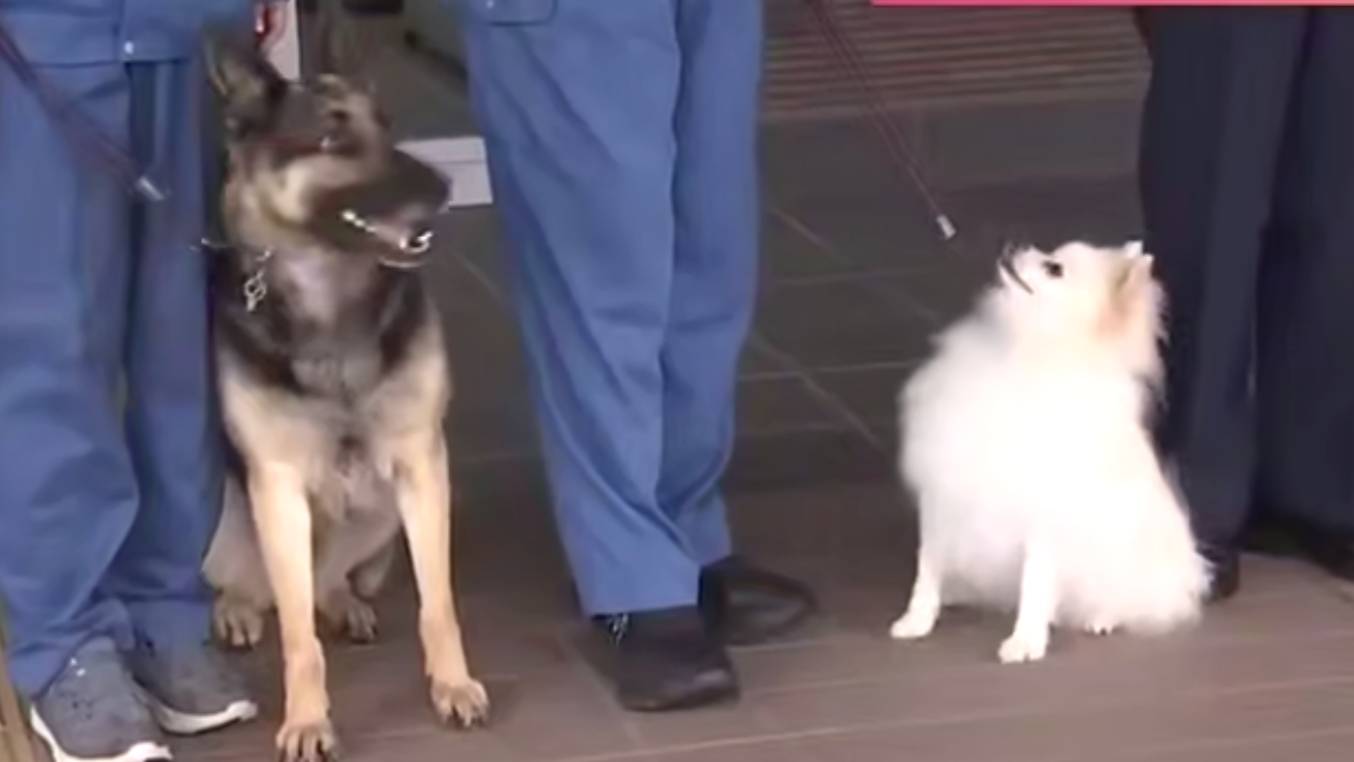 В Японии померанский шпиц впервые стал полицейским псом, победив 51 конкурента