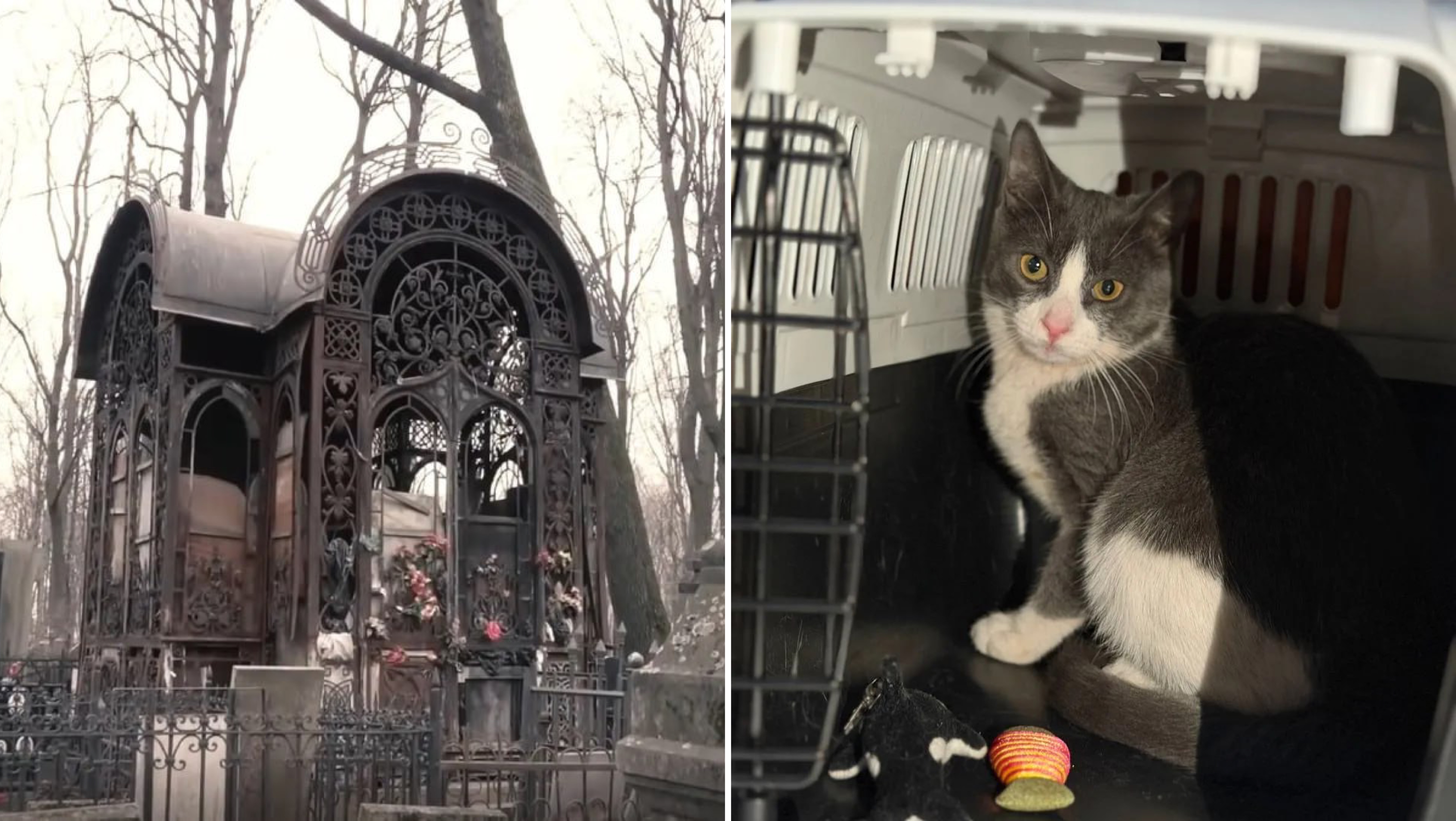 Двое суток в склепе по шею в воде: В Москве спасли тонувшего в могилах котёнка