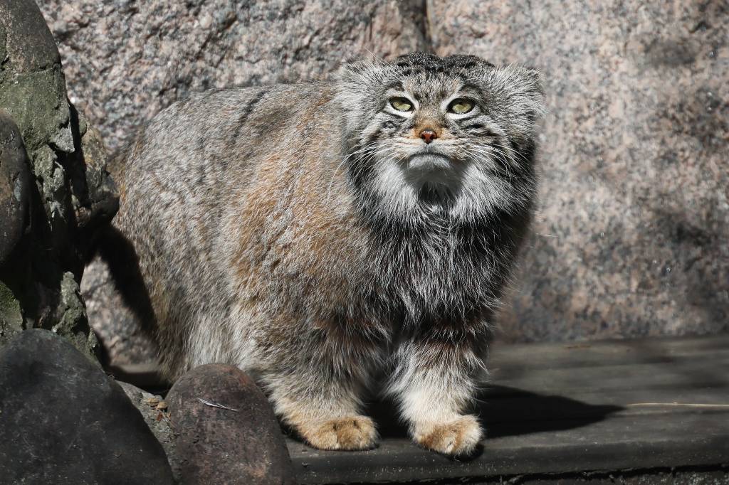 Габсбурги и интроверты: 7 фактов о манулах, из-за которых весь Рунет без ума от Тимофея