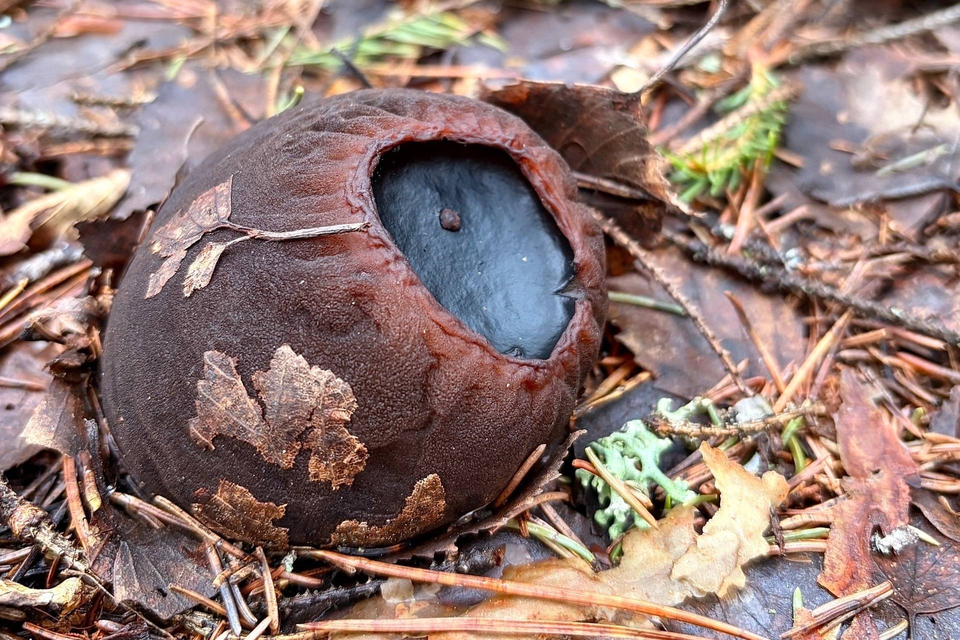 Редчайший &laquo;ведьмин котёл&raquo; неожиданно нашли в лесу Нижегородской области