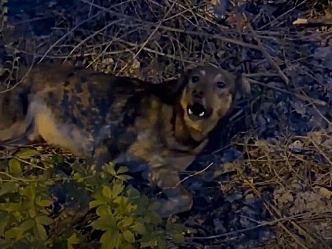 Собаку с огнестрелом в затылке спасают волонтёры в Волгограде