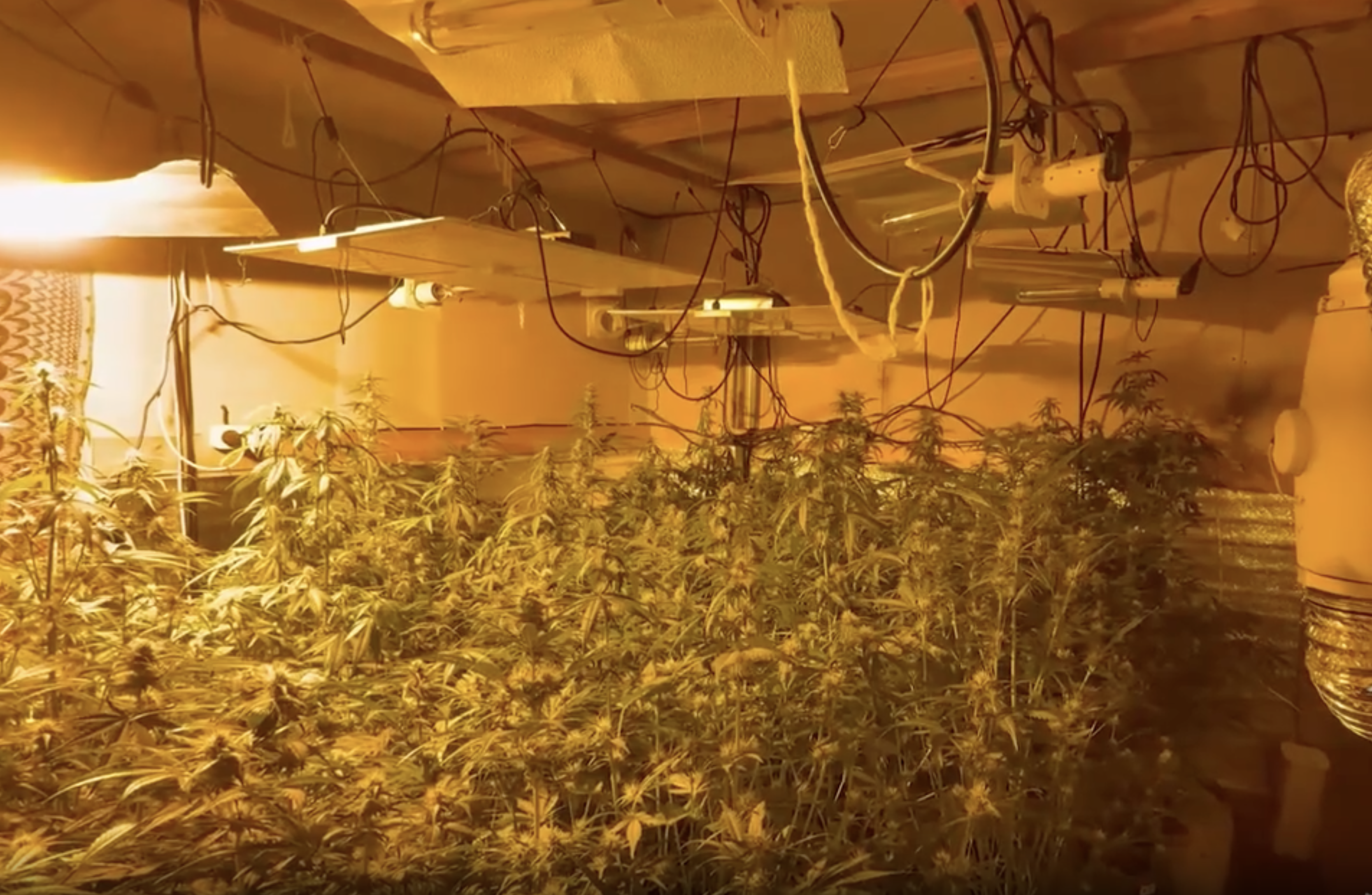 Мужчина устроил &laquo;теплицу&raquo; с коноплёй на даче матери в Подмосковье