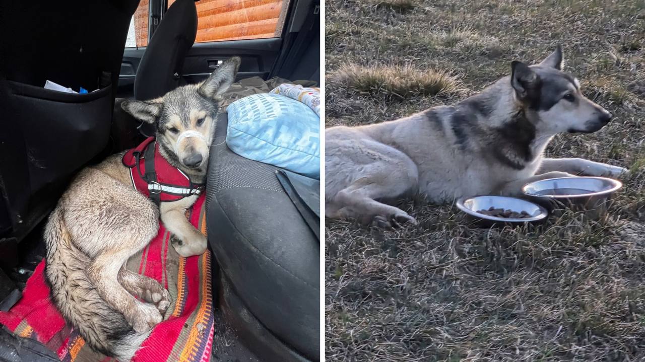 Двух расстрелянных собак с дробью нашли полумёртвыми в Ленобласти