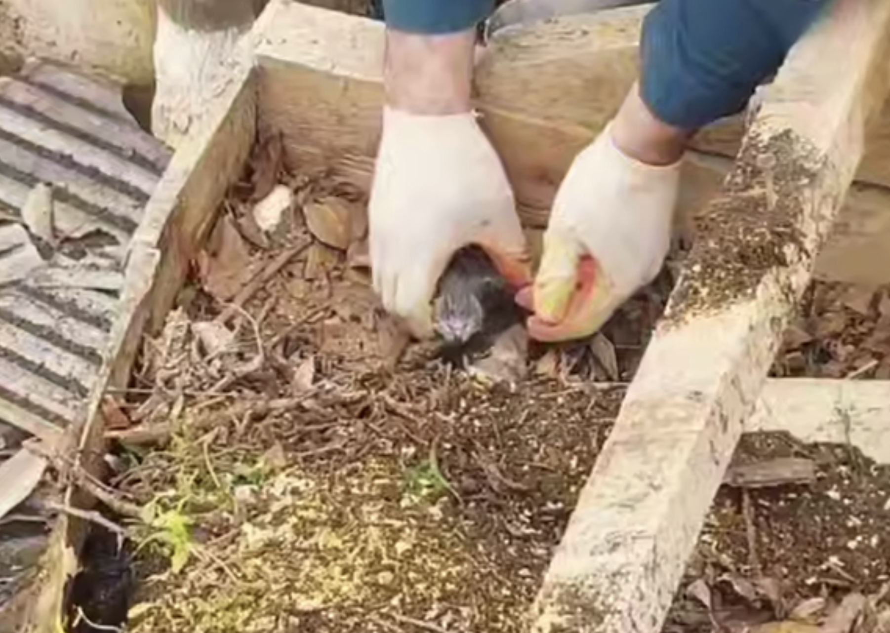 Спасатели из Тулы вывезли трёх крошечных котят из разрушенного дома в Дагестане