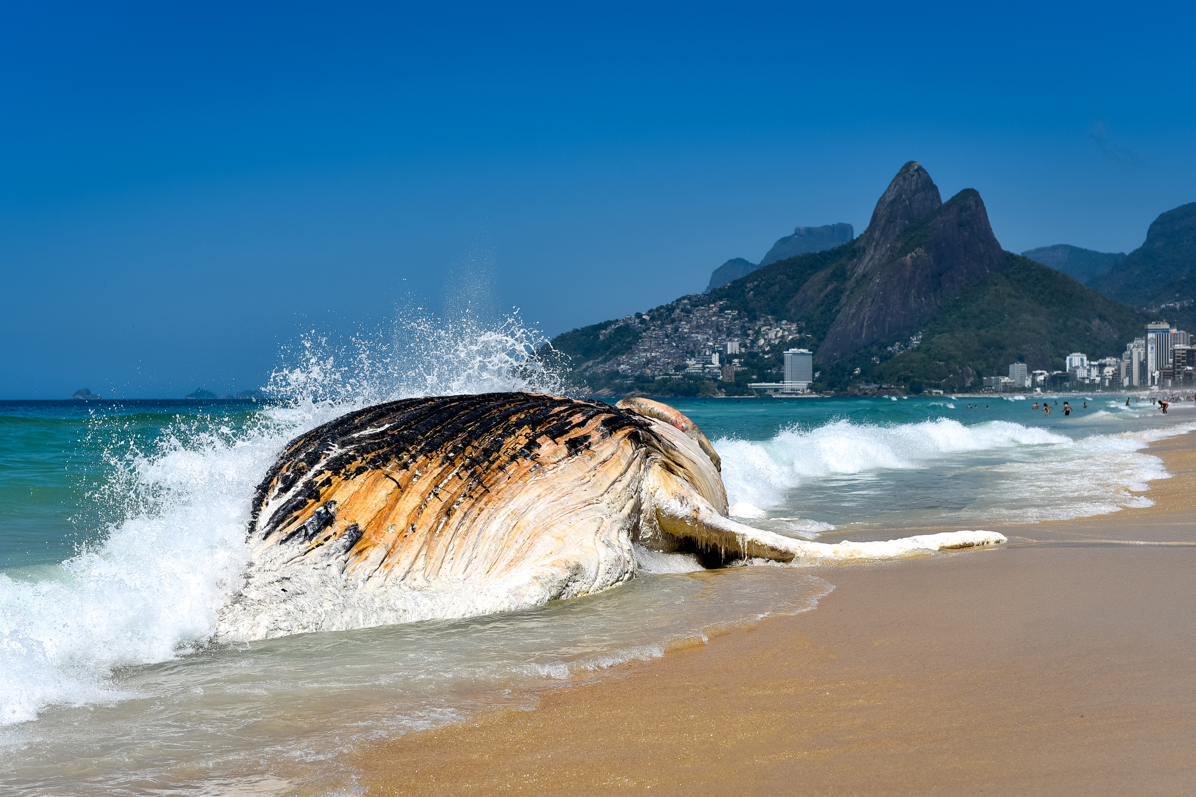 Мёртвого горбатого кита дважды выбросило на туристический пляж в Приморье