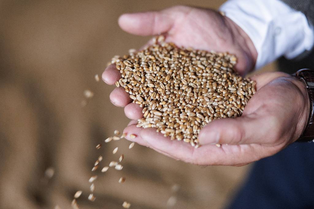 Депутат Романов назвал &laquo;писком&raquo; угрозы Украины Израилю из-за российского зерна