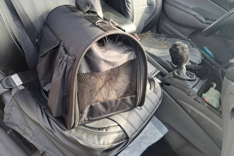 В Красноярском крае кот стал виновником ДТП 