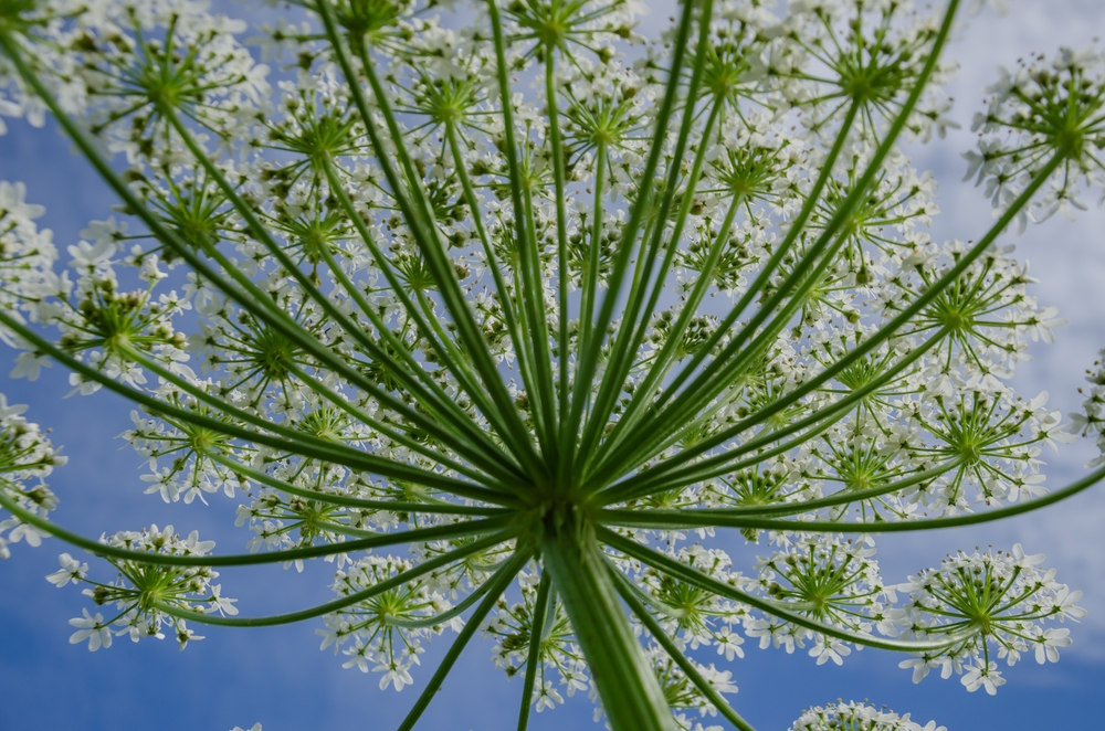 На маркетплейсах нашли семена борщевика-убийцы, заявил Россельхознадзор
