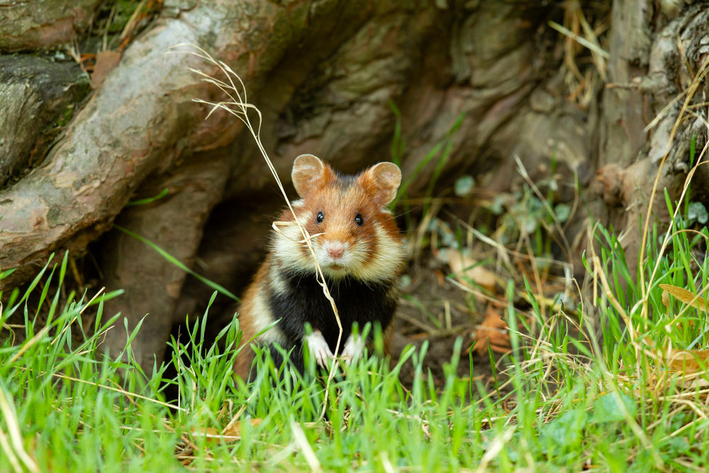Дикие хомяки-переростки свирепо атакуют частный сектор в Тюмени и бросаются на людей