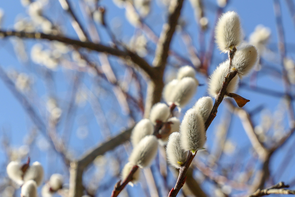 Юристы объяснили Life.ru, когда покупка вербы на улице делает вас соучастником преступлений