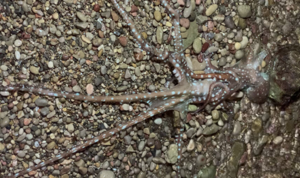 &laquo;Не отпущу, гадина!&raquo;: Биологи сняли на Ибице брачные игры спрутов с выходом на сушу