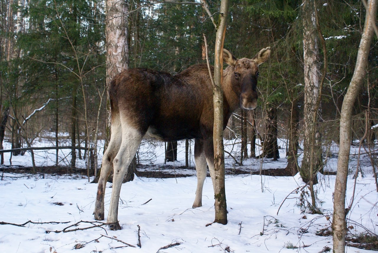 Россиян предупредили о крупных штрафах за кормление диких животных