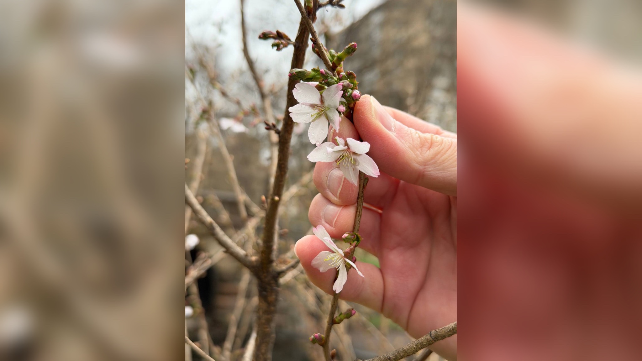 Розовое чудо: В Аптекарском огороде распустилась первая сакура