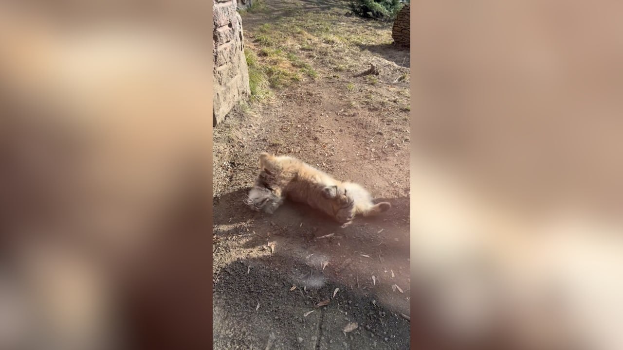 Милота зашкаливает: Манул Тимофей из Московского зоопарка умилил Сеть, валяясь кверху пузиком
