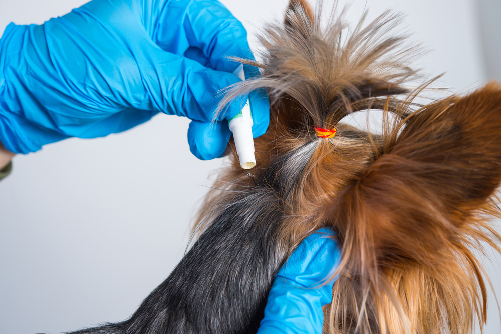 Капли на холку могут вызвать судороги и эпилепсию: Ветеринар объяснил, как этого избежать