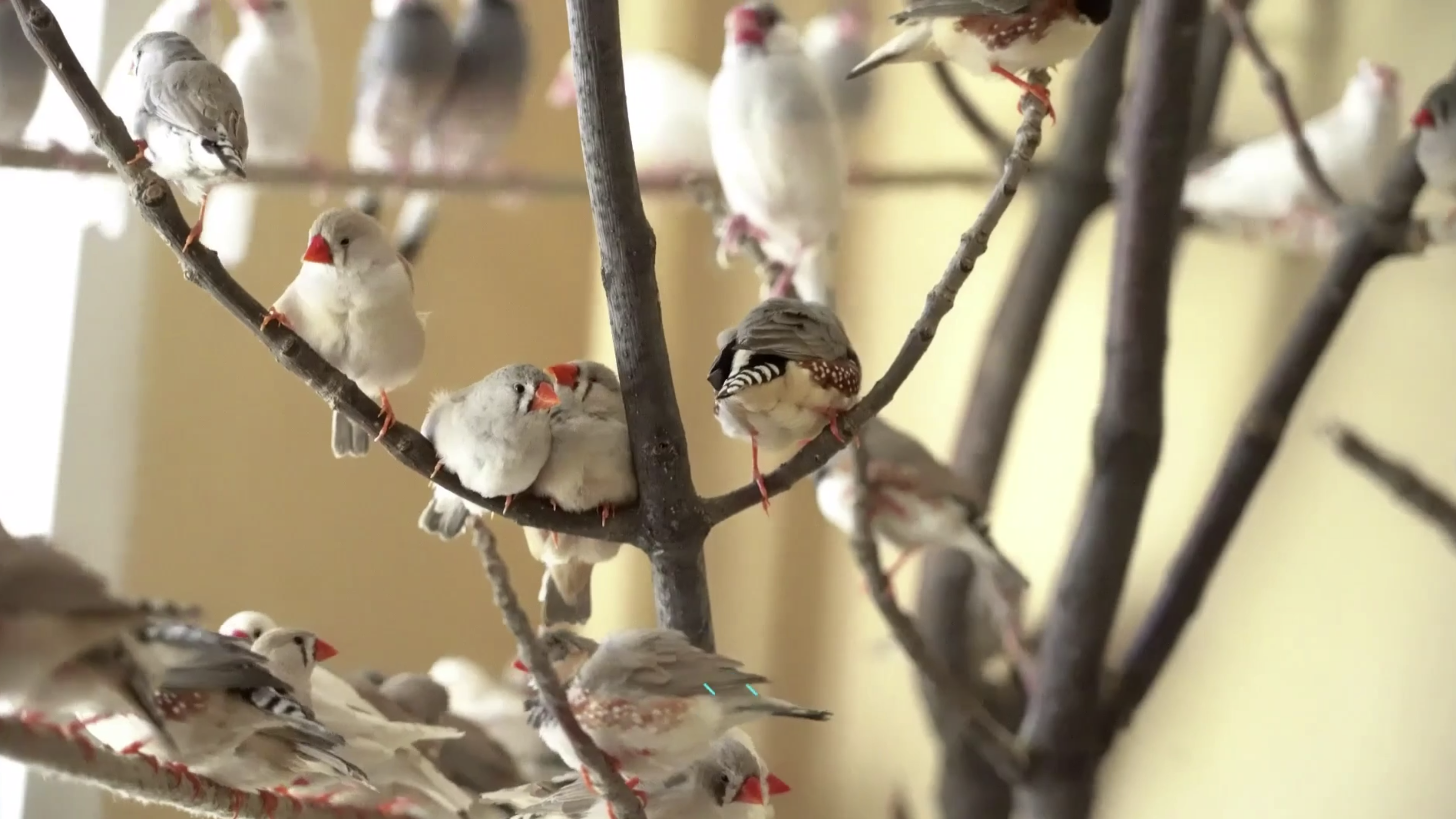 &laquo;Не калечьте птиц!&raquo; Россиян просят забыть убийственную традицию на Благовещение