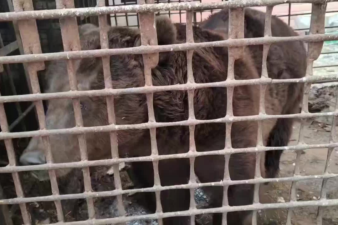 В Челябинской области просят спасти медведя Степана, погибающего в тесной клетке
