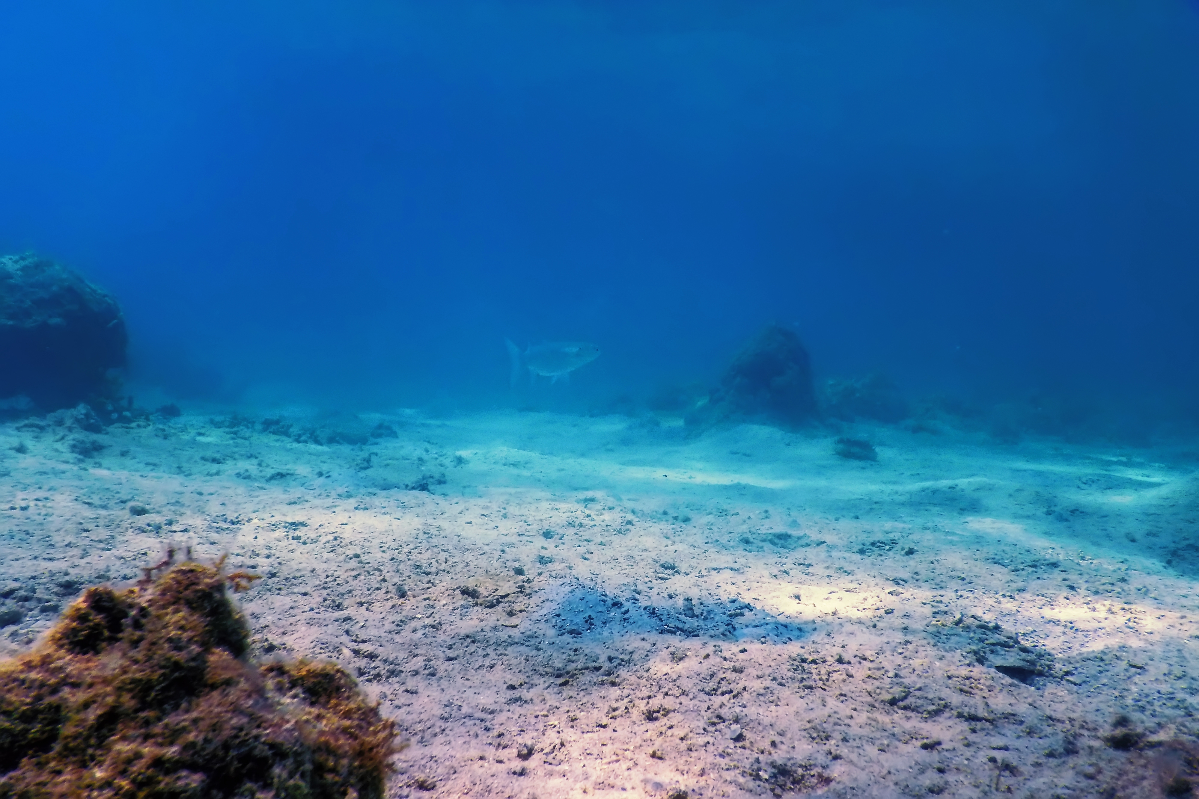 Кто проживает на дне океана: Новое существо не похоже ни на кого