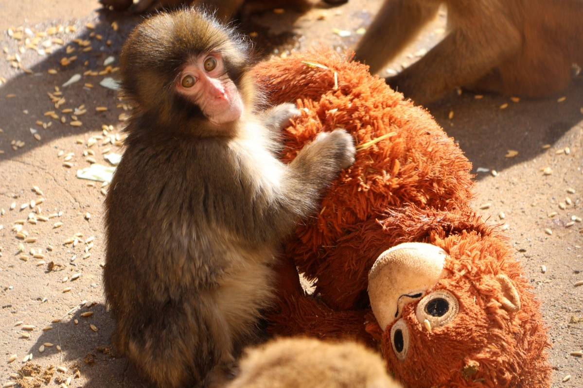 Зоопарк Японии назвал стычки макаки Панча в стае обучением правилам жизни