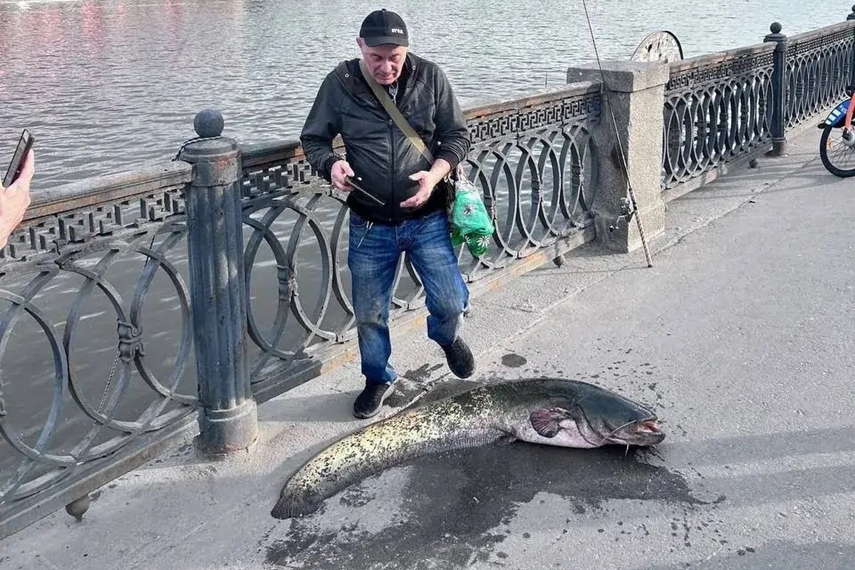 &laquo;Час тянули&raquo;: Гигантского сома достали из Москвы-реки