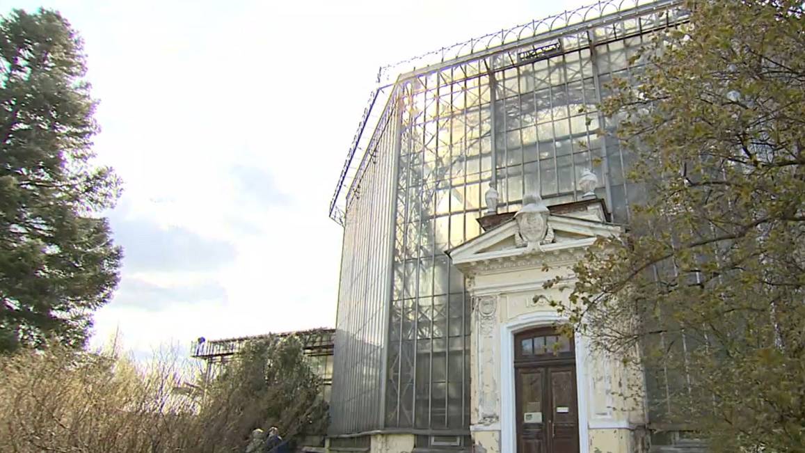 Четырёхвековой дуб и кактусы: Как спасали растения в годы блокады Ленинграда