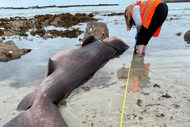 600-килограммовую острозубую акулу впервые обнаружили в водах у острова Джерси