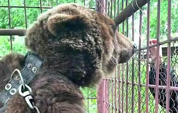Спасённую в Приморье медведицу Майку доставили в Москву
